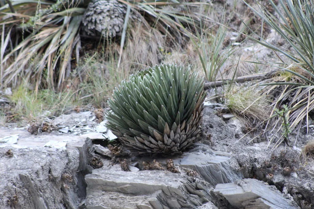 Agave Victoriae-Reginae