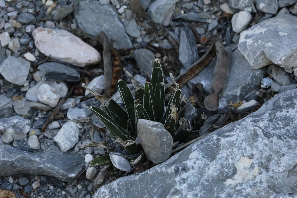Agave Victoriae-Reginae