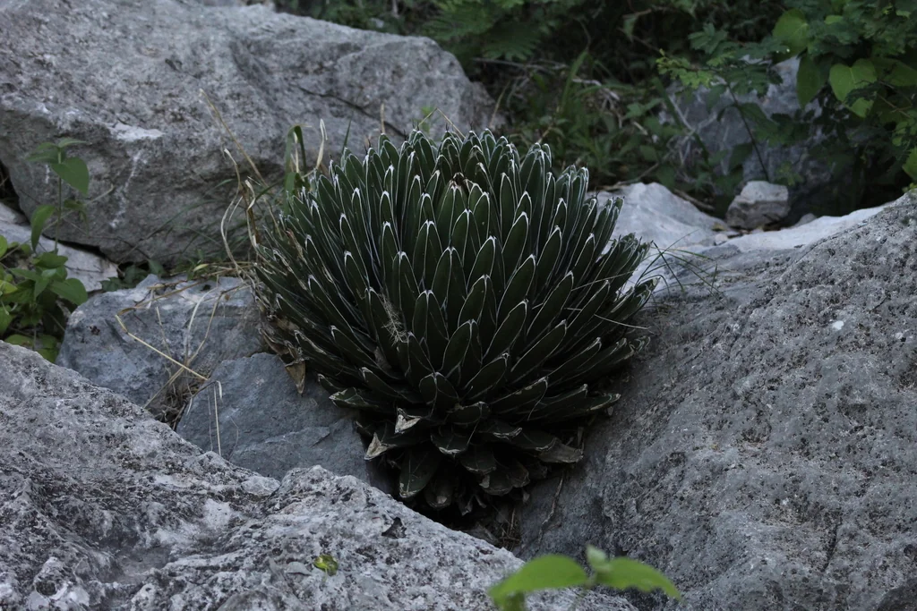 Agave Victoriae-Reginae