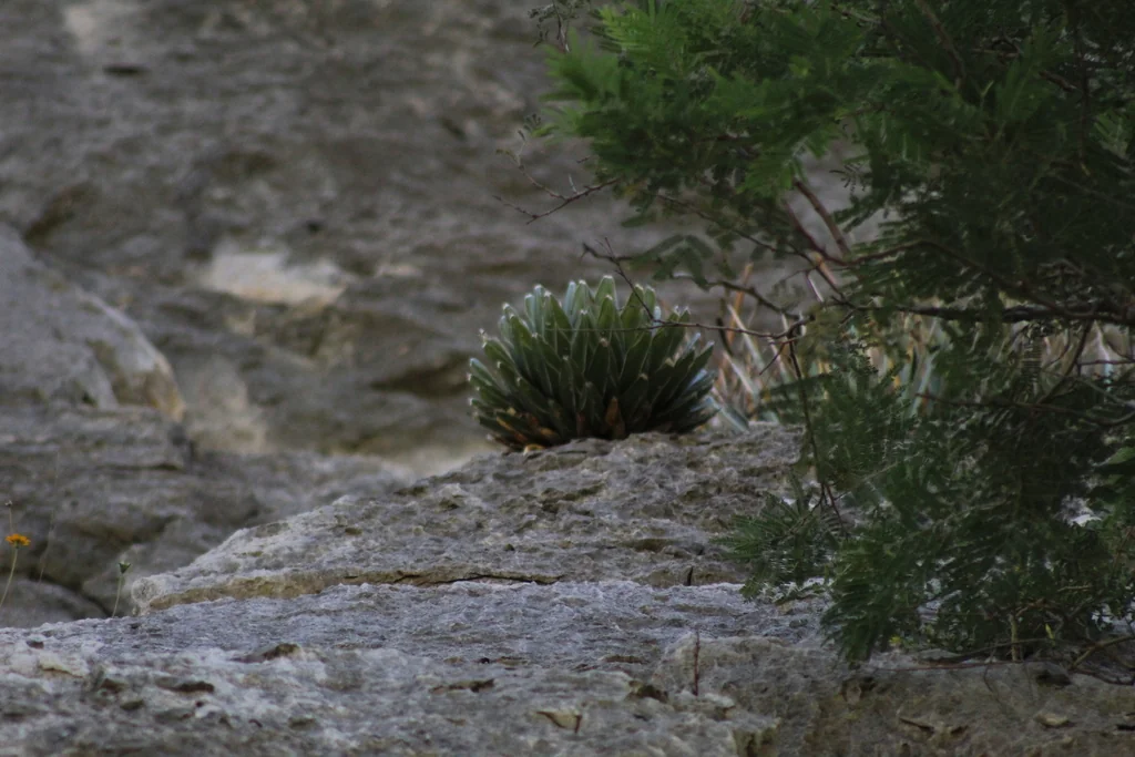 Agave Victoriae-Reginae