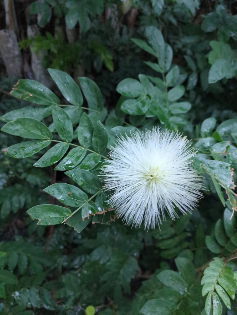 Calliandra Haematocephala