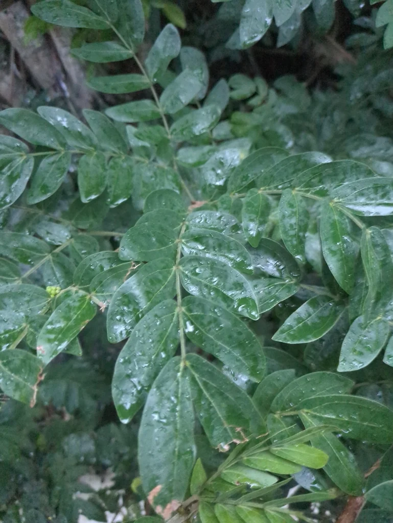 Calliandra Haematocephala