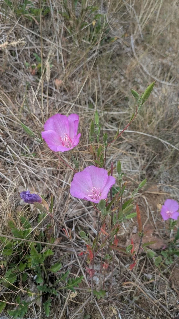 Clarkia Amoena