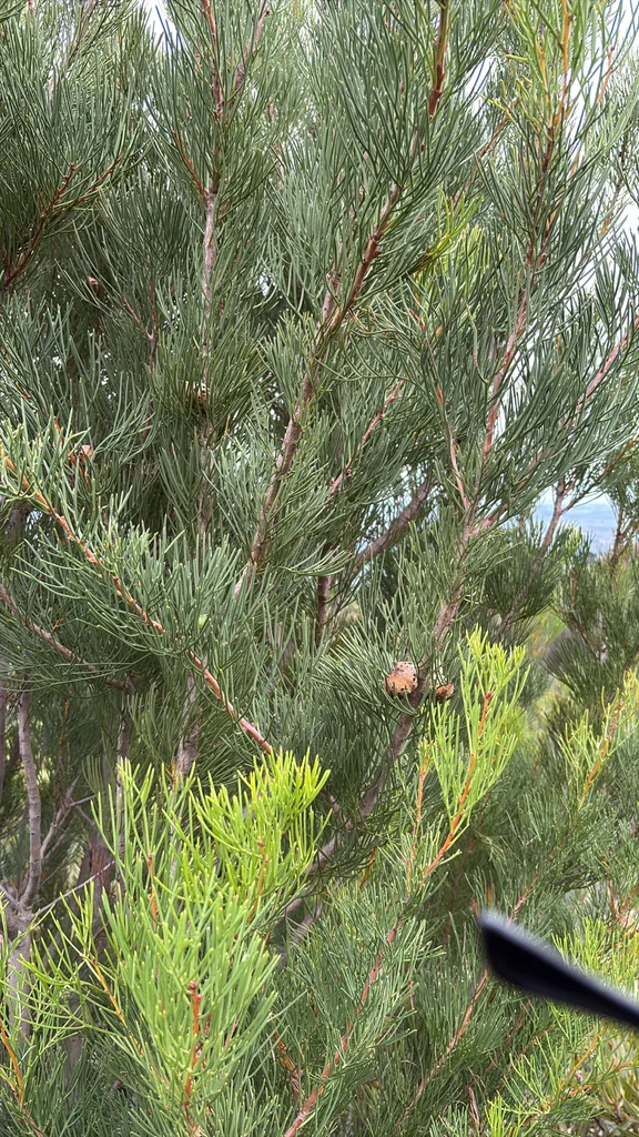 Hakea Suaveolens