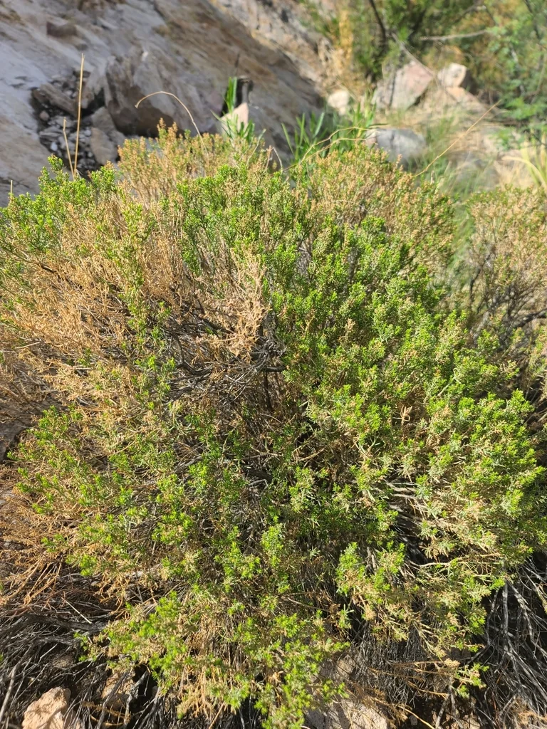 Ericameria Laricifolia