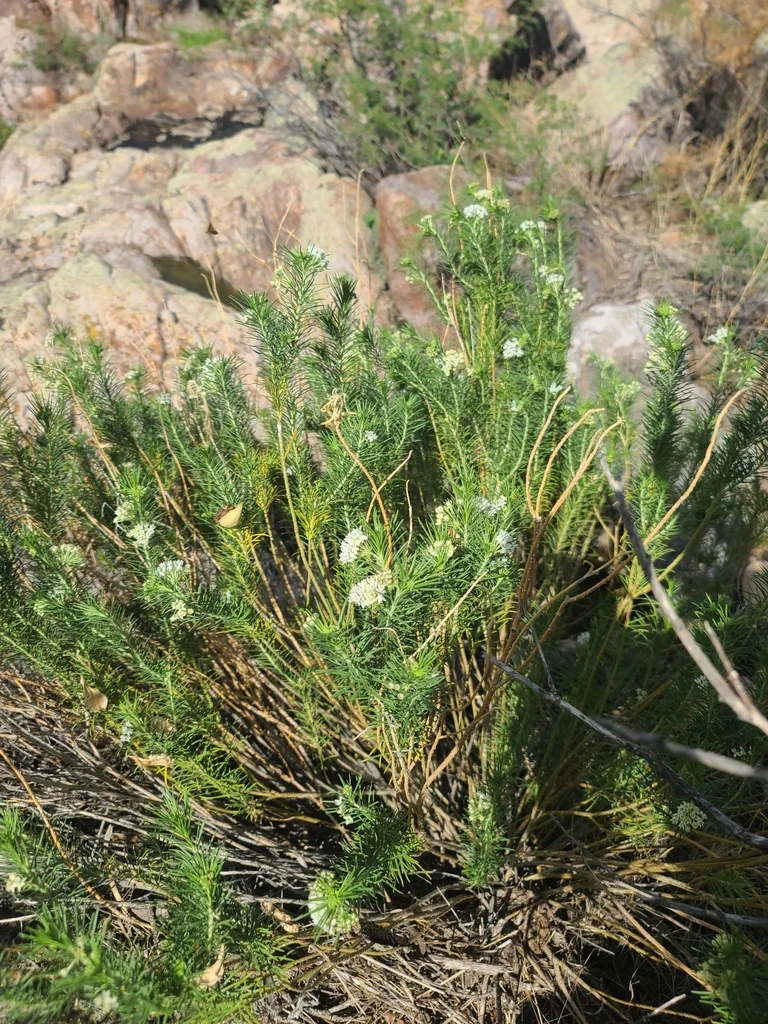 Asclepias Linaria