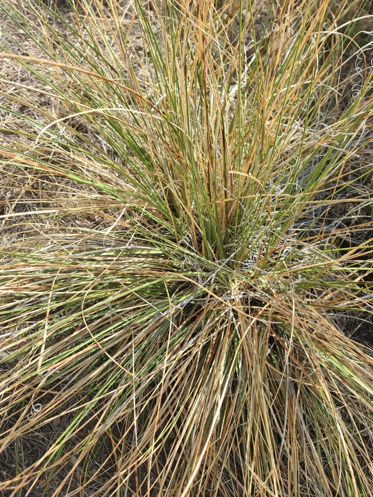 Nolina microcarpa