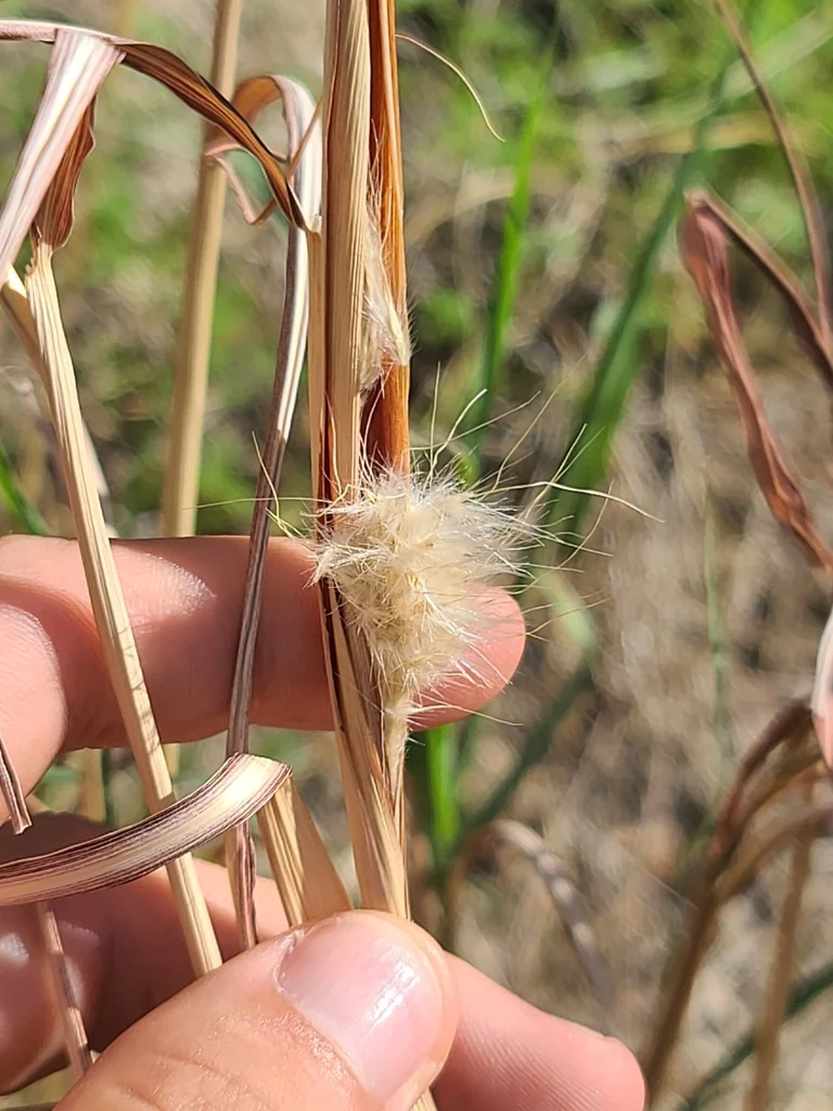 Bothriochloa Barbinodis