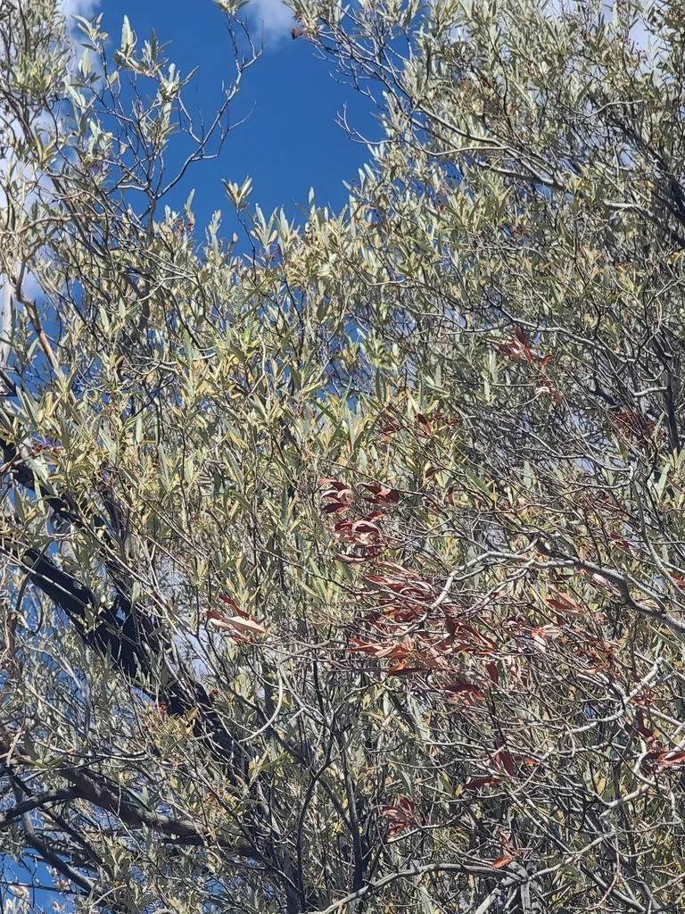 Vauquelinia Californica