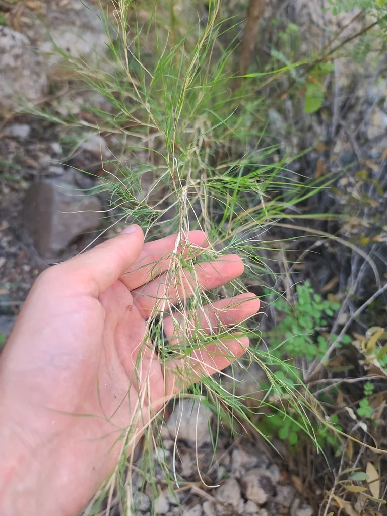 Muhlenbergia Dumosa