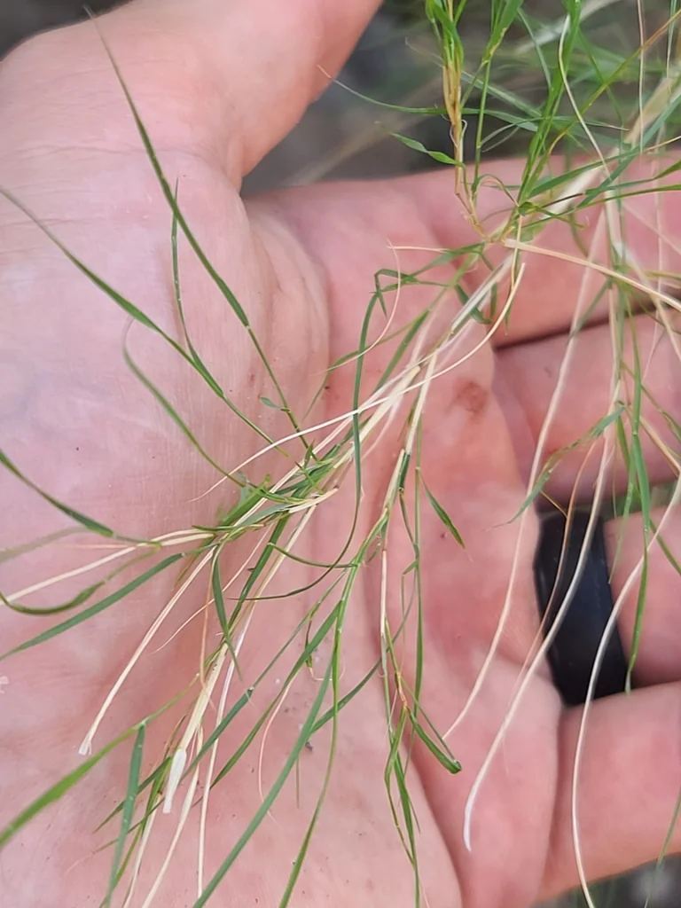 Muhlenbergia Dumosa