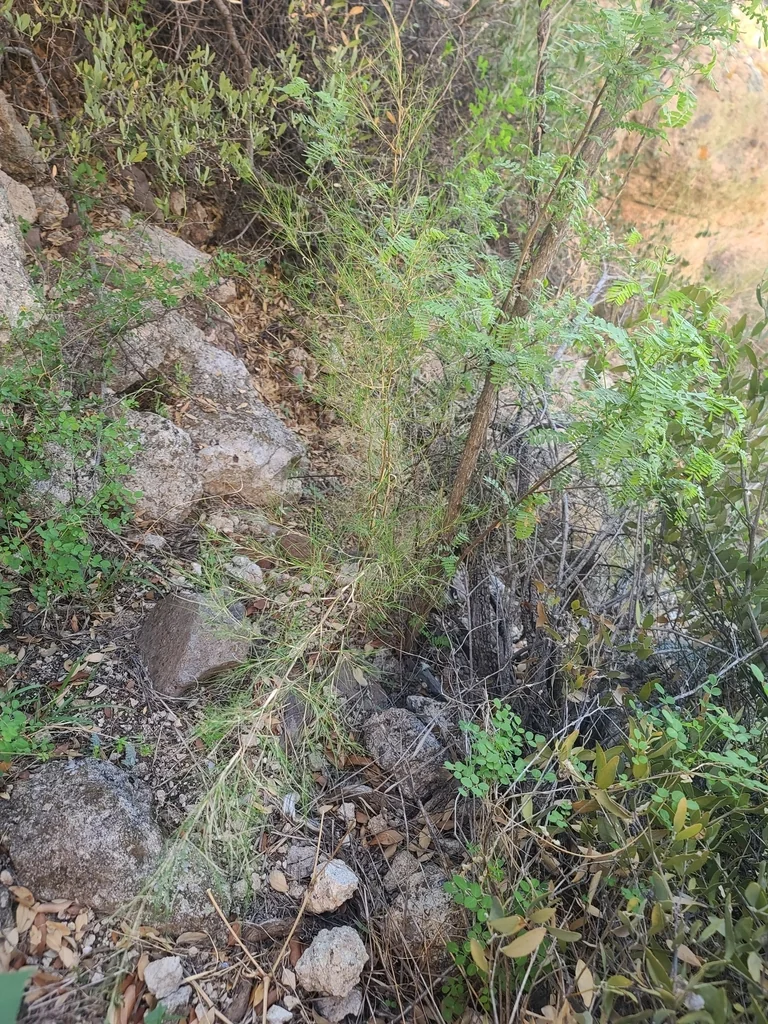 Muhlenbergia Dumosa