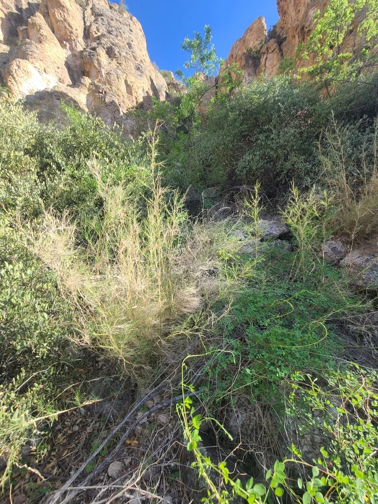 Muhlenbergia Dumosa
