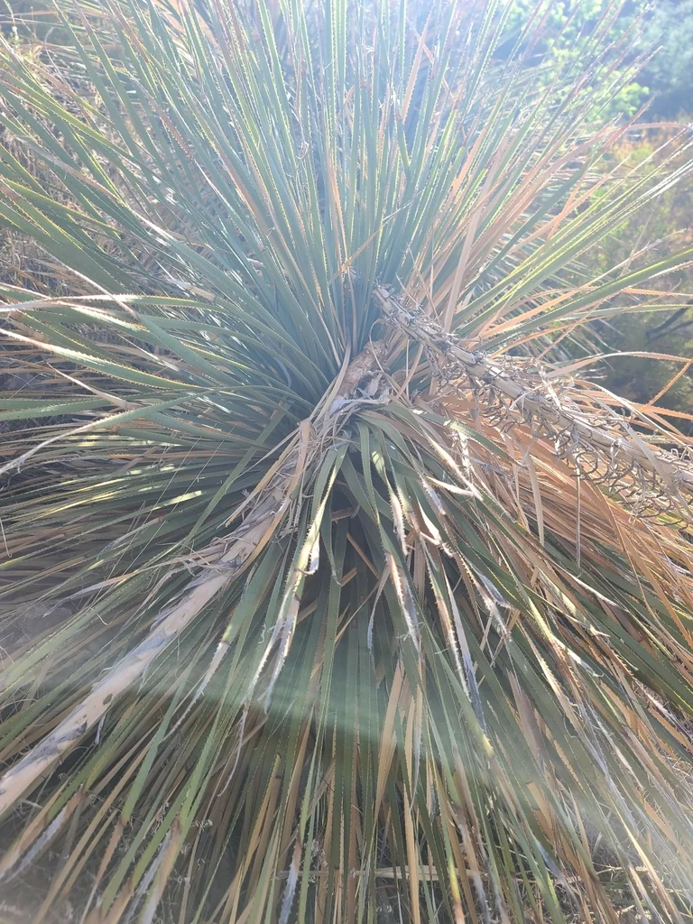 Dasylirion Wheeleri