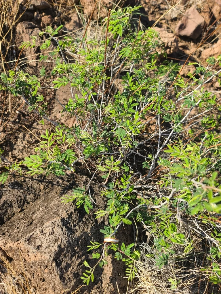 Calliandra Eriophylla