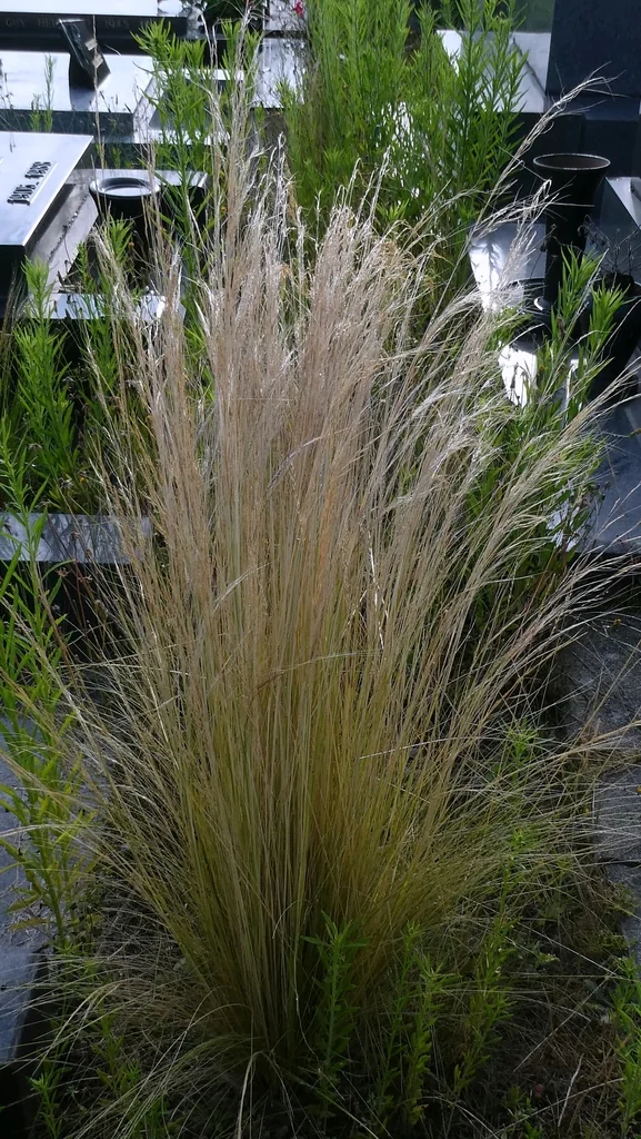 Nassella Tenuissima
