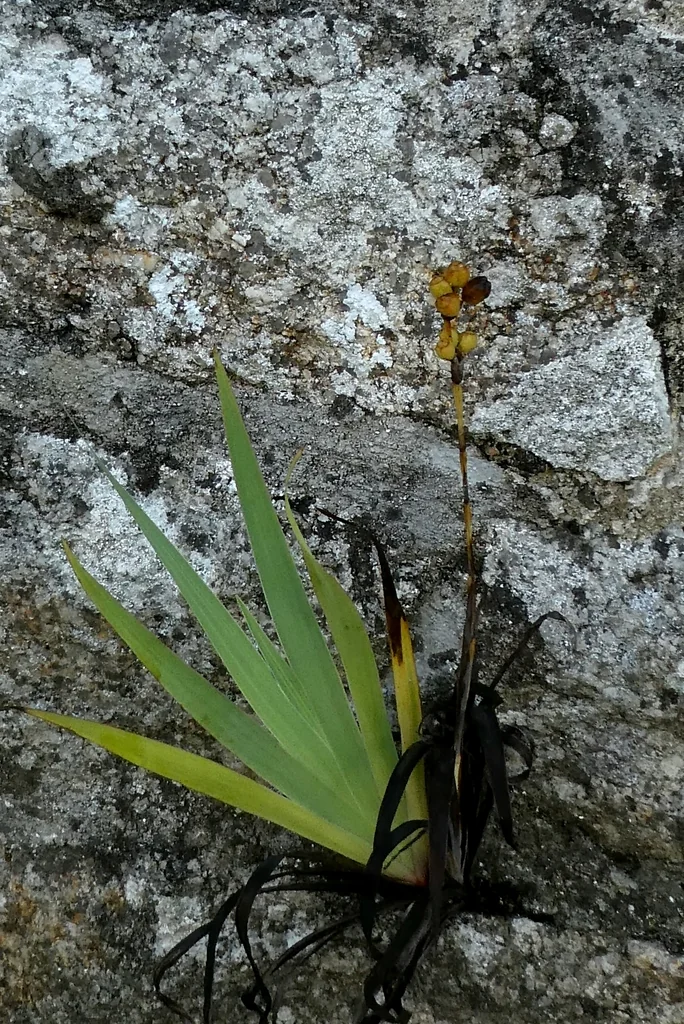 Sisyrinchium Striatum