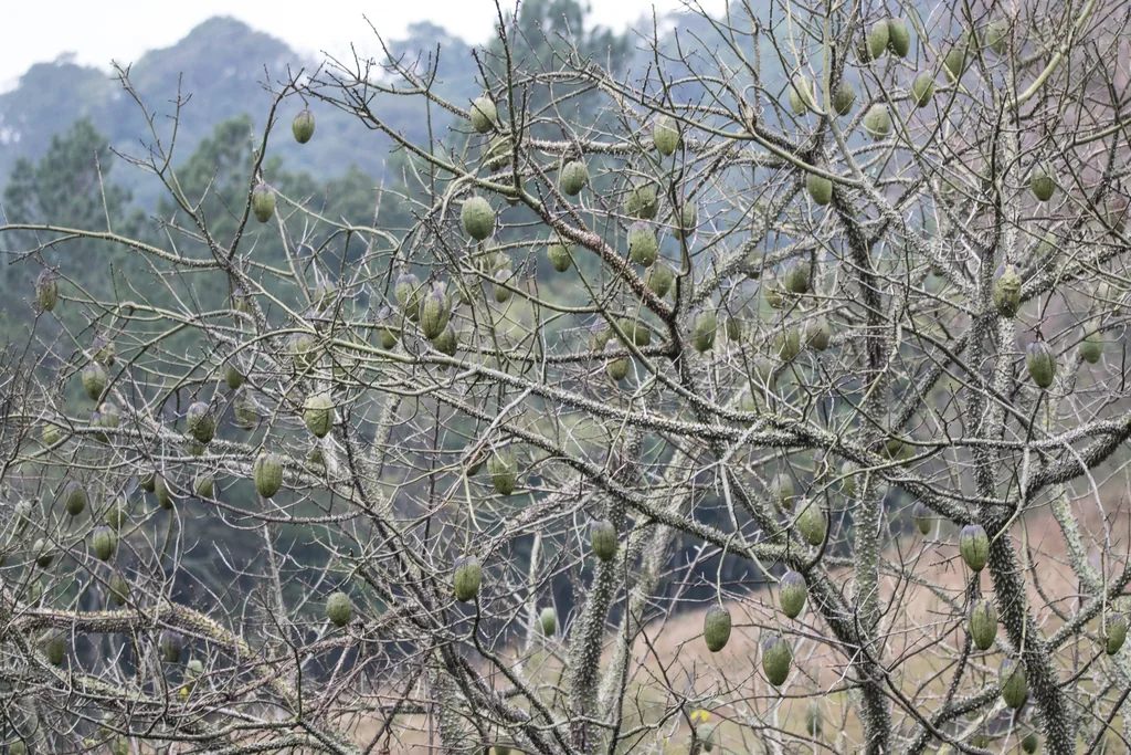Ceiba Speciosa