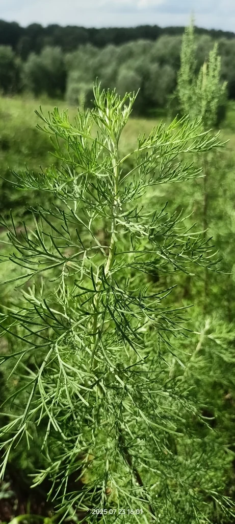 Artemisia Abrotanum