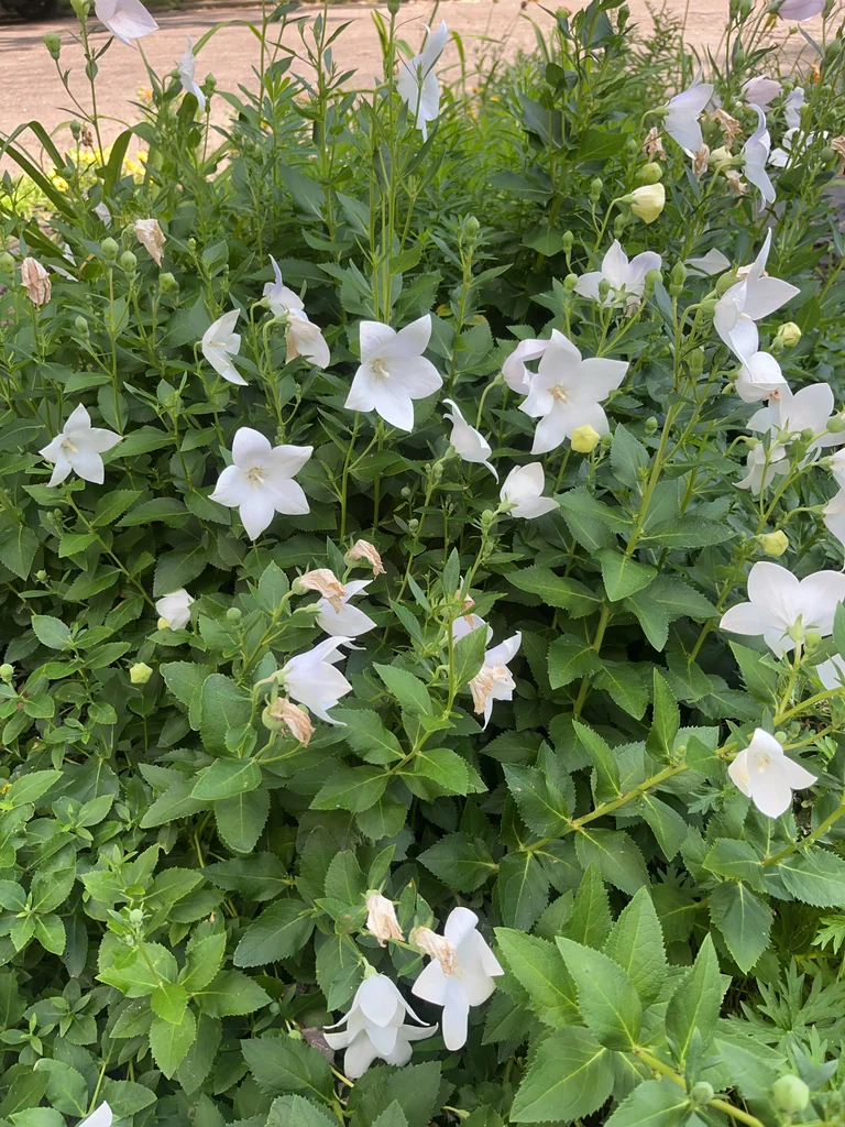 Platycodon Grandiflorus