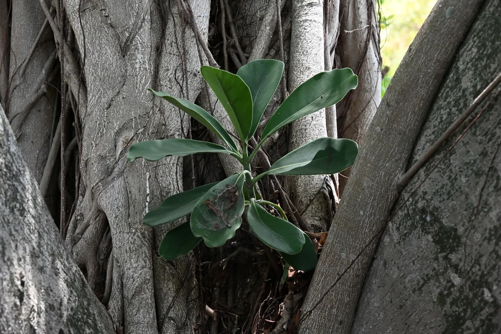 Clusia rosea