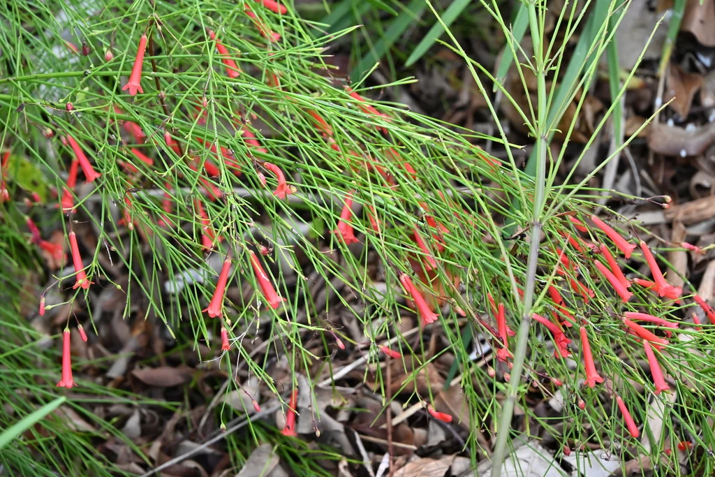 Russelia Equisetiformis