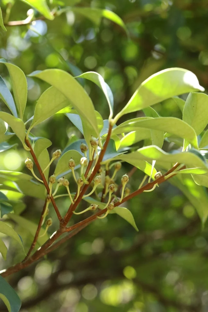 Ternstroemia Gymnanthera