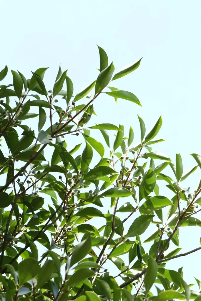 Ternstroemia Gymnanthera