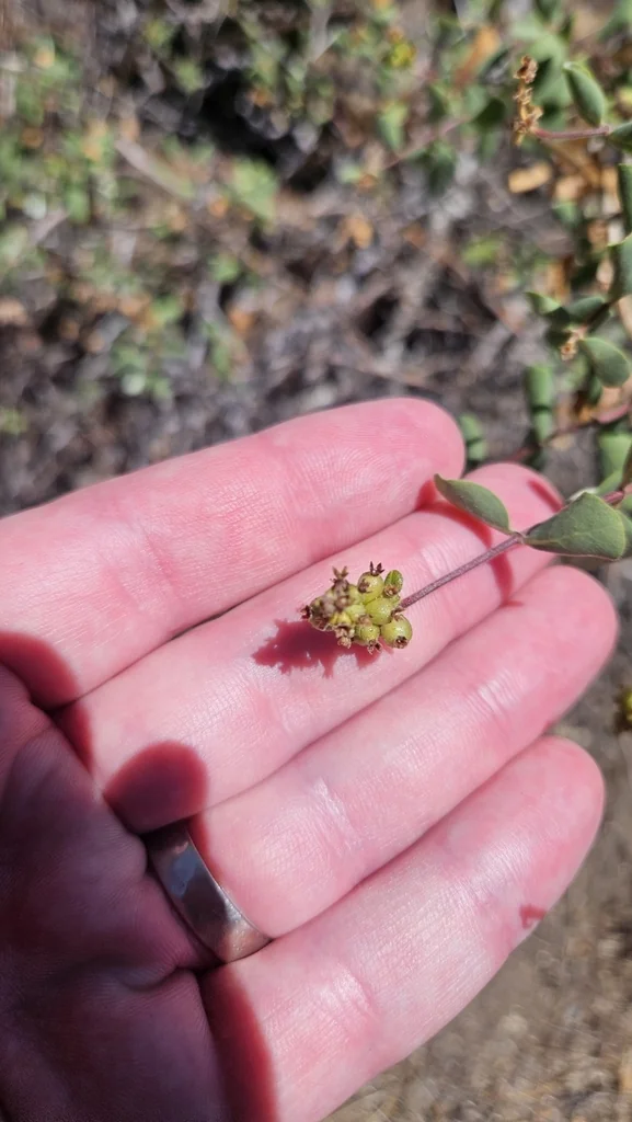 Lonicera Subspicata
