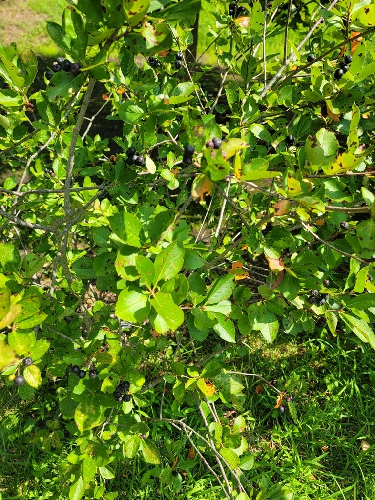 Aronia melanocarpa