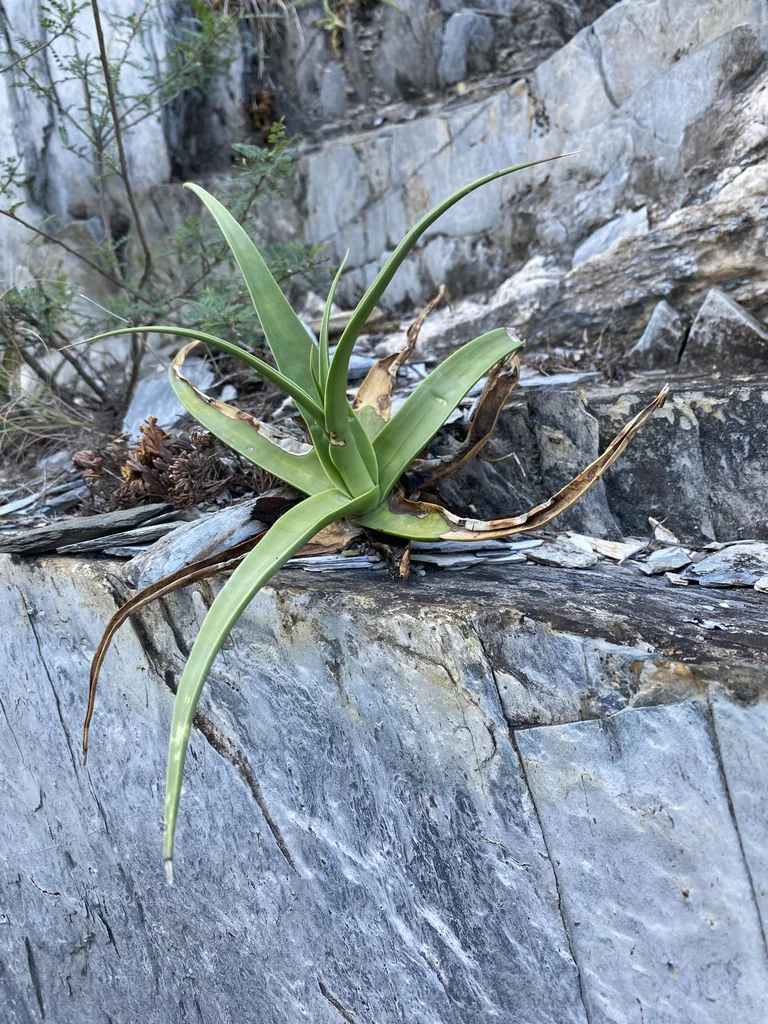 Agave Bracteosa