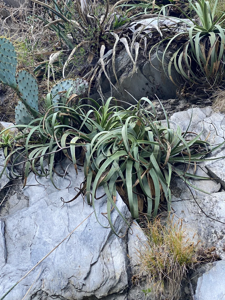 Agave Bracteosa