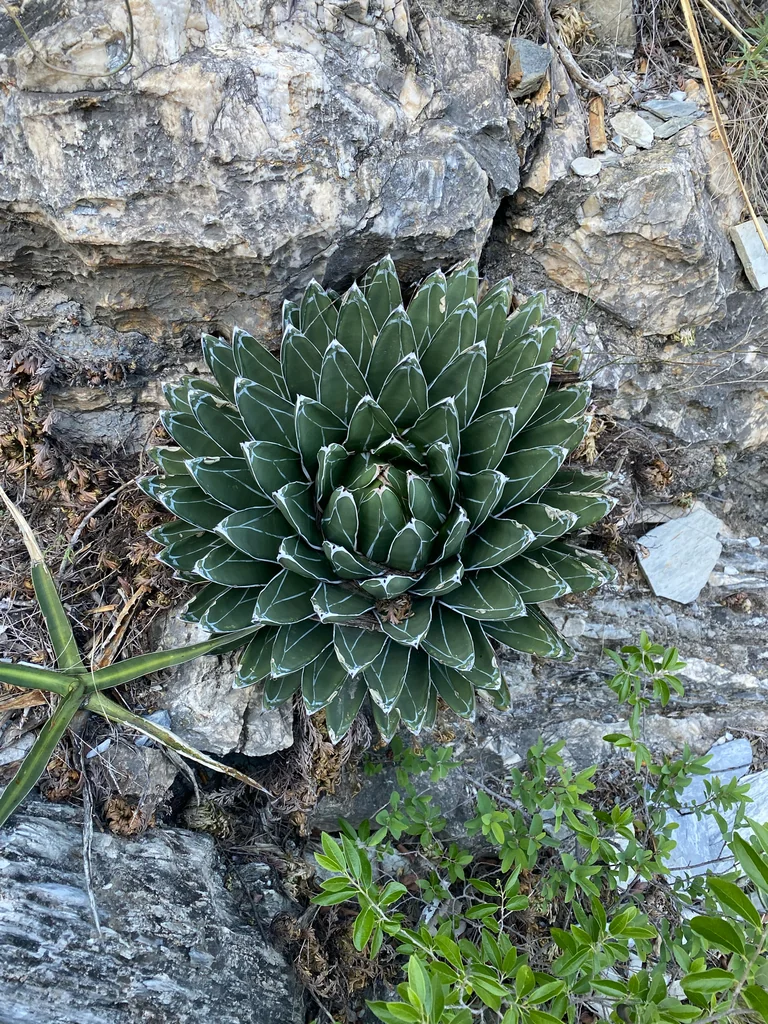 Agave Victoriae-Reginae