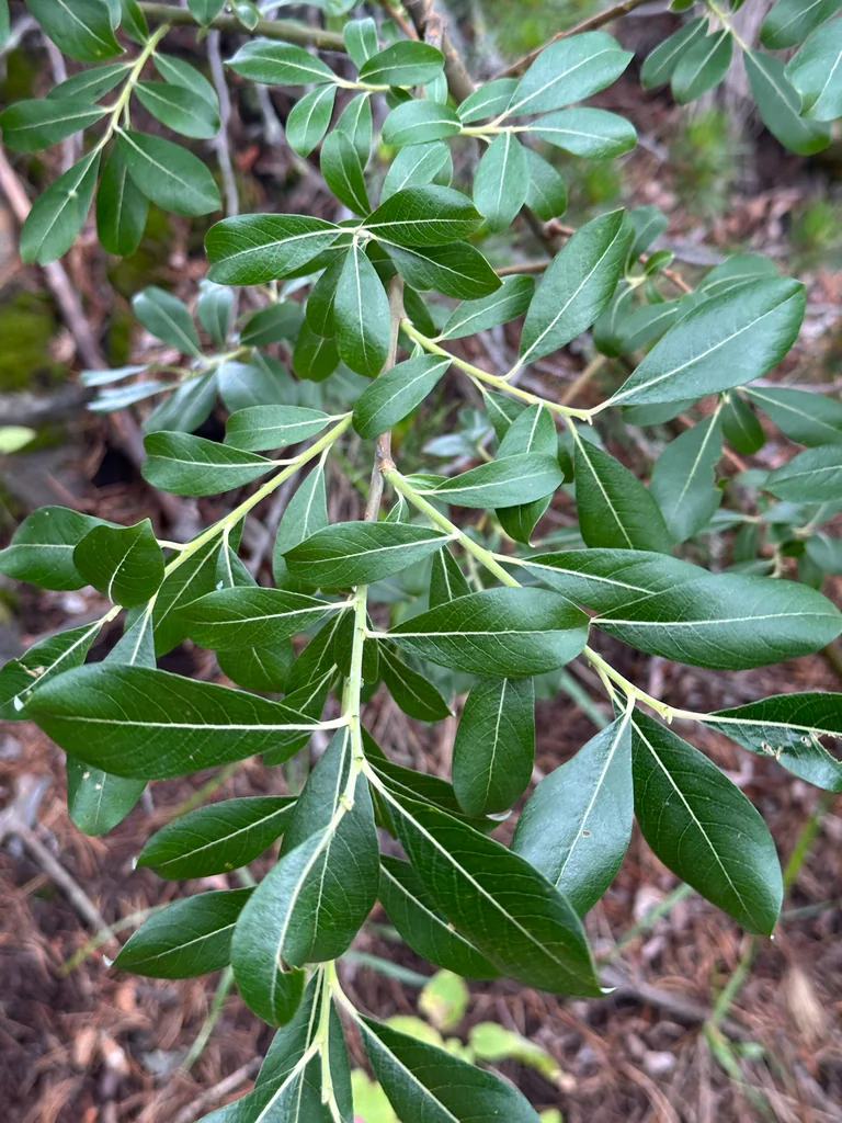 Salix Scouleriana