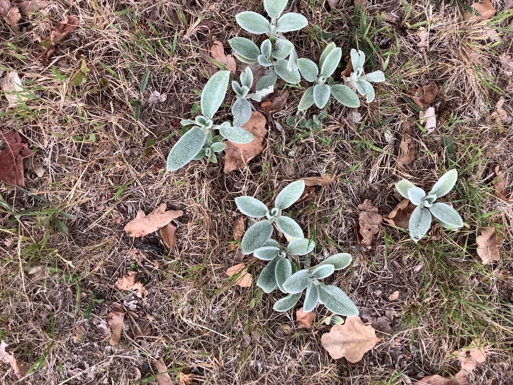 Stachys Byzantina