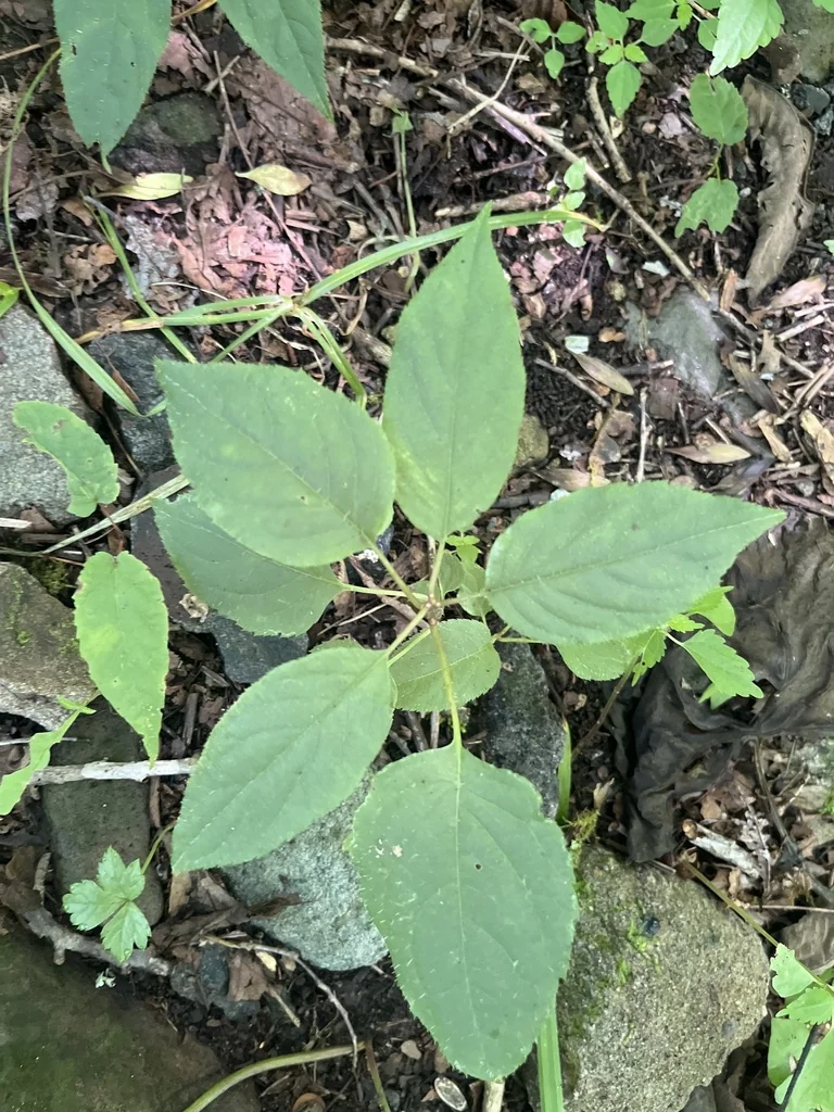 Actinidia Arguta