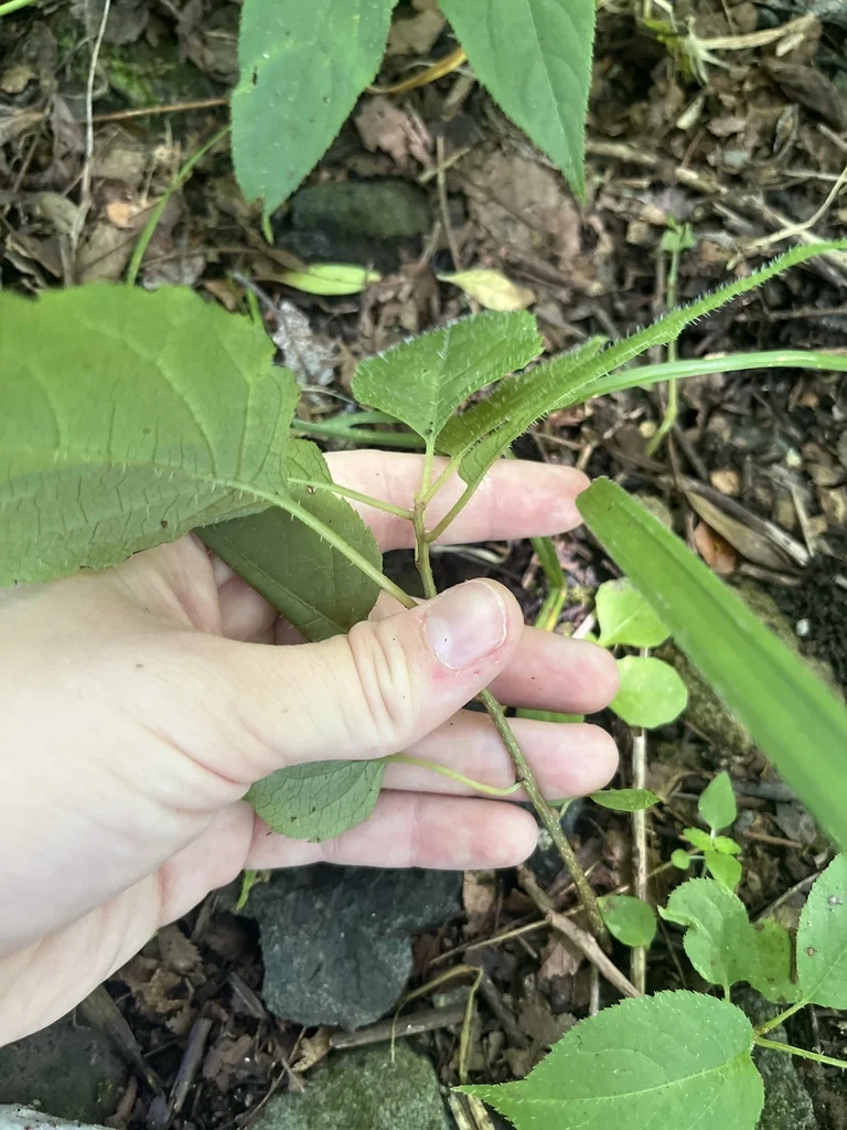 Actinidia Arguta