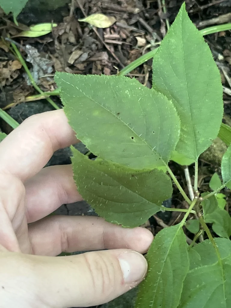 Actinidia Arguta