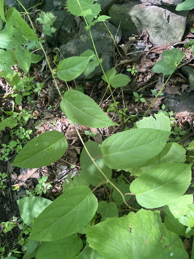 Actinidia Arguta
