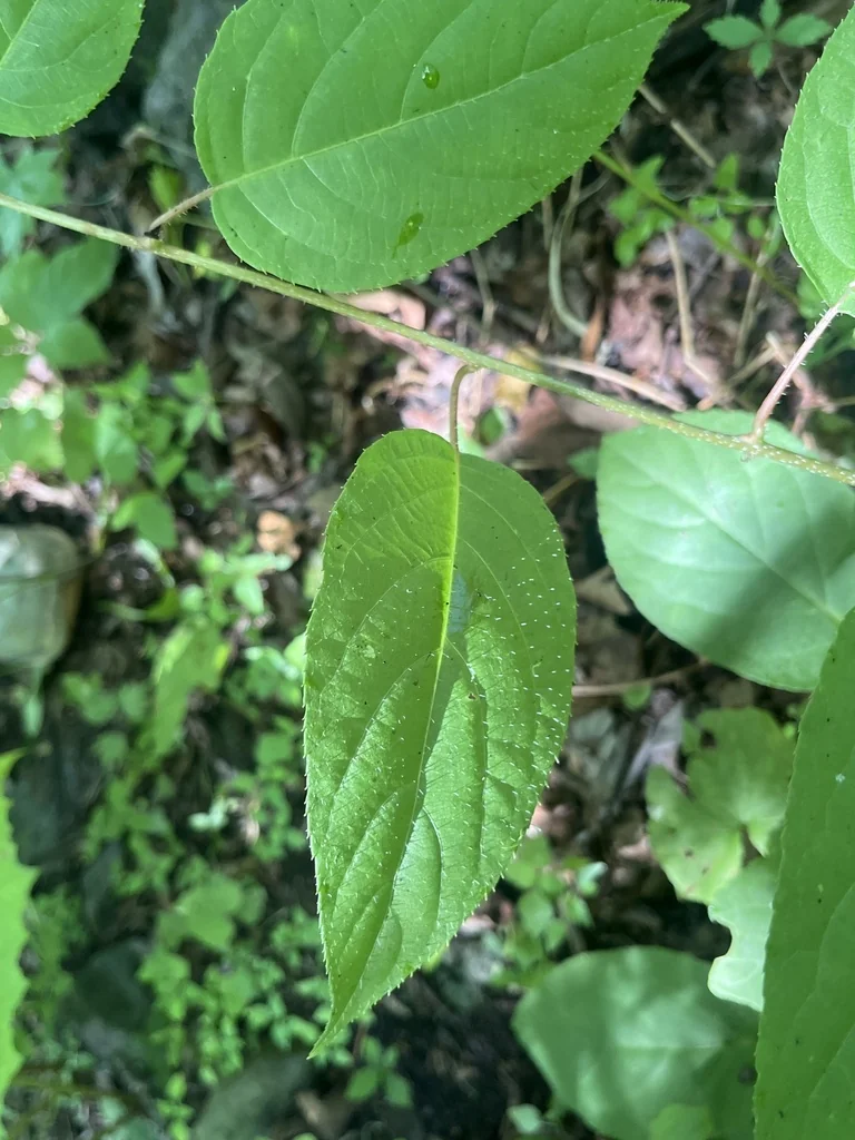 Actinidia Arguta