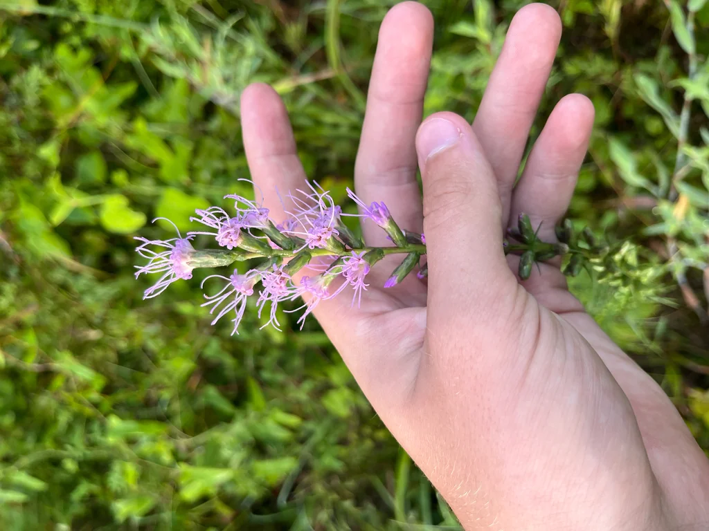 Liatris Spicata