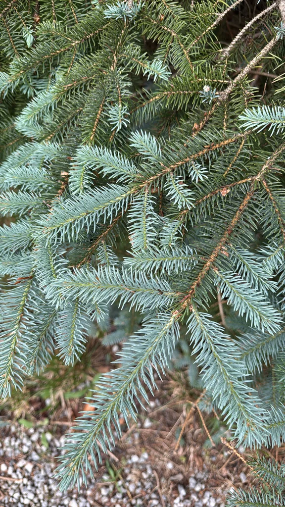 Picea Pungens