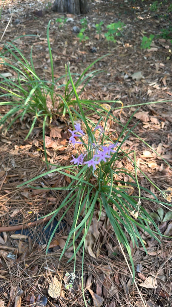 Tulbaghia Violacea