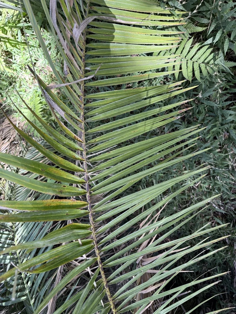 Phoenix reclinata
