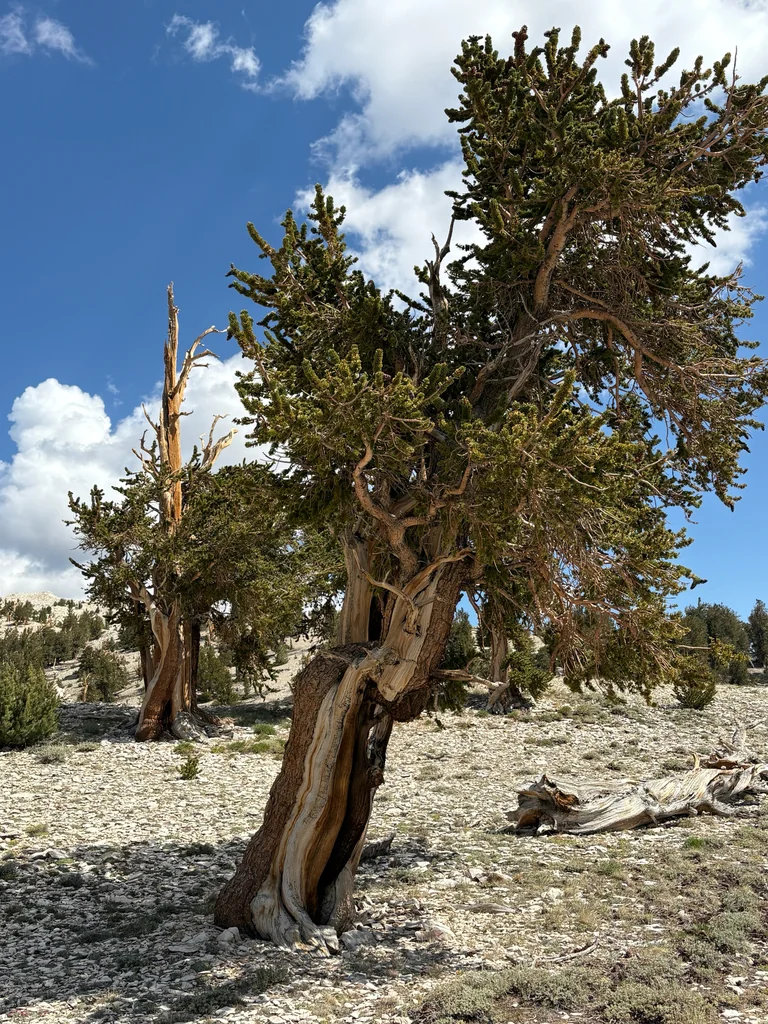 Pinus Longaeva