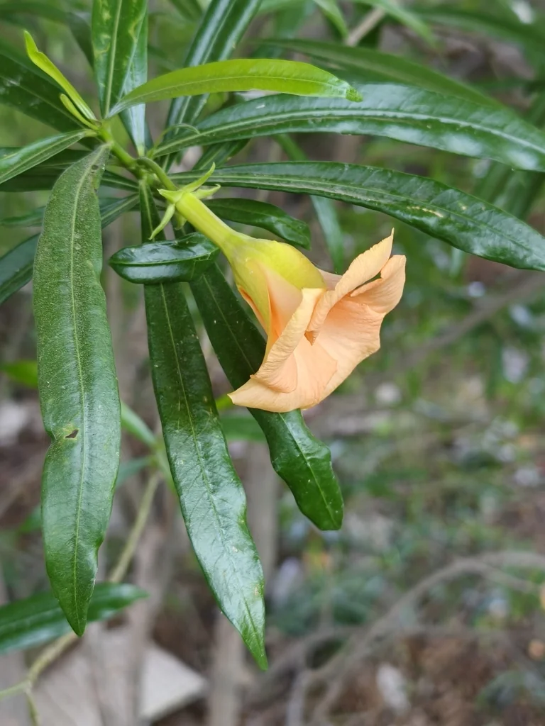 Thevetia Peruviana