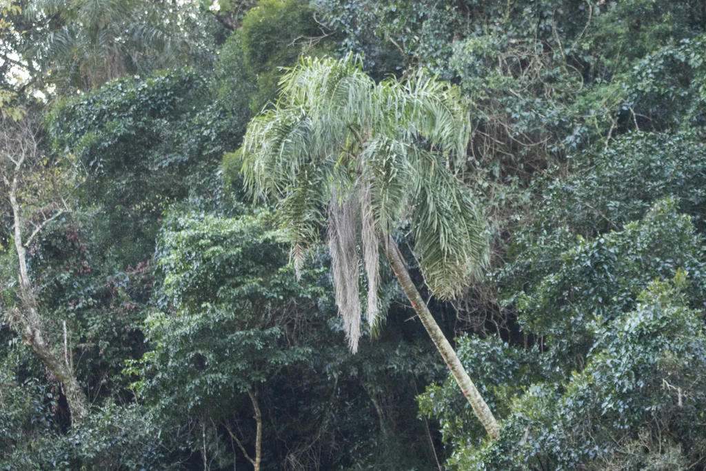 Syagrus Romanzoffiana