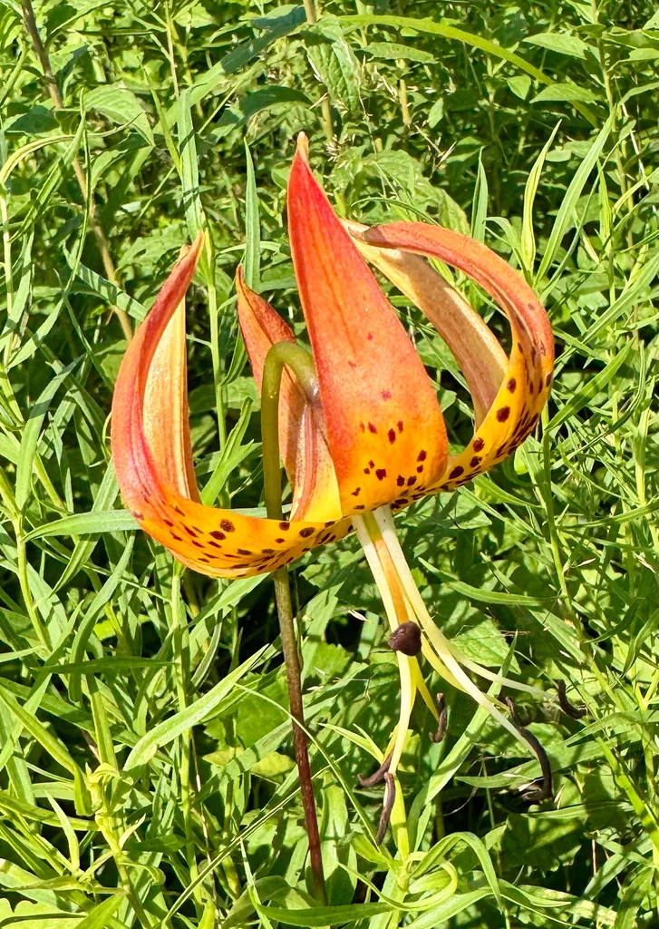 Lilium Superbum