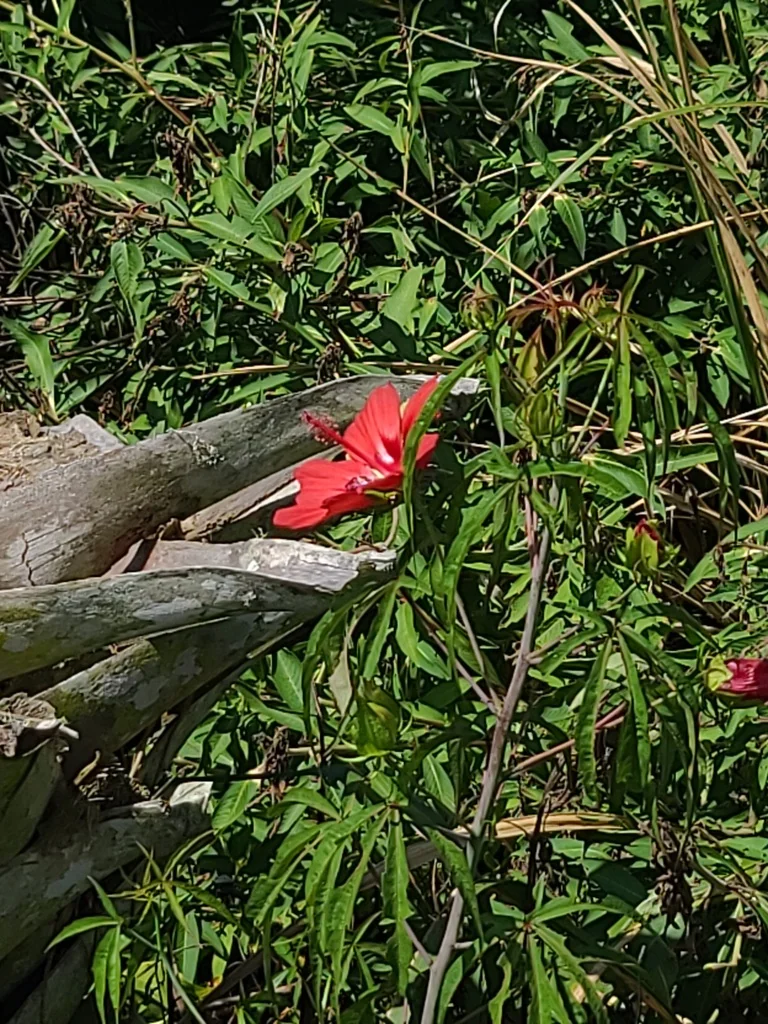 Hibiscus Coccineus
