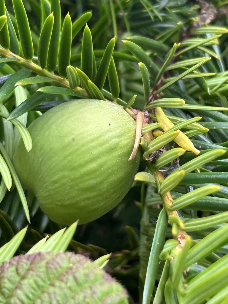 Torreya Californica